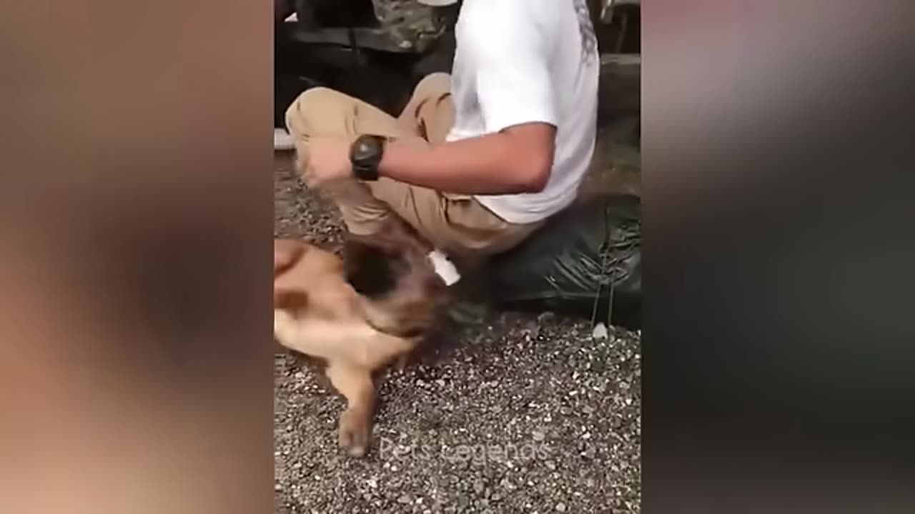 Funny animals video