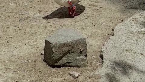 goose