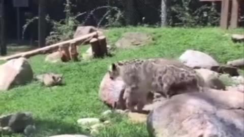 cute leopard enjoy with baby leopard ||leopard scared