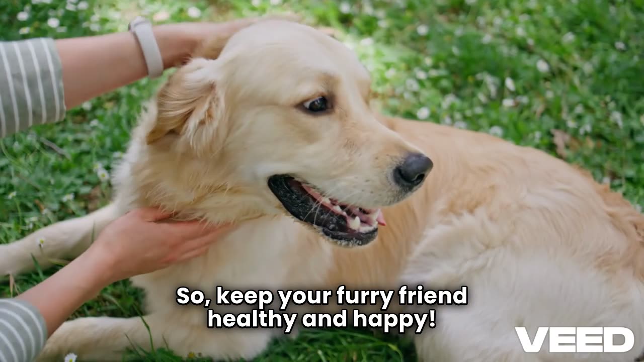 Guide to Deworming Your Dog