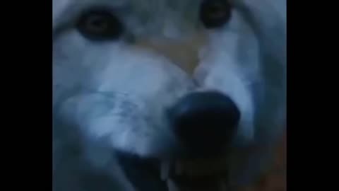 top 20 funny animals video video compilation