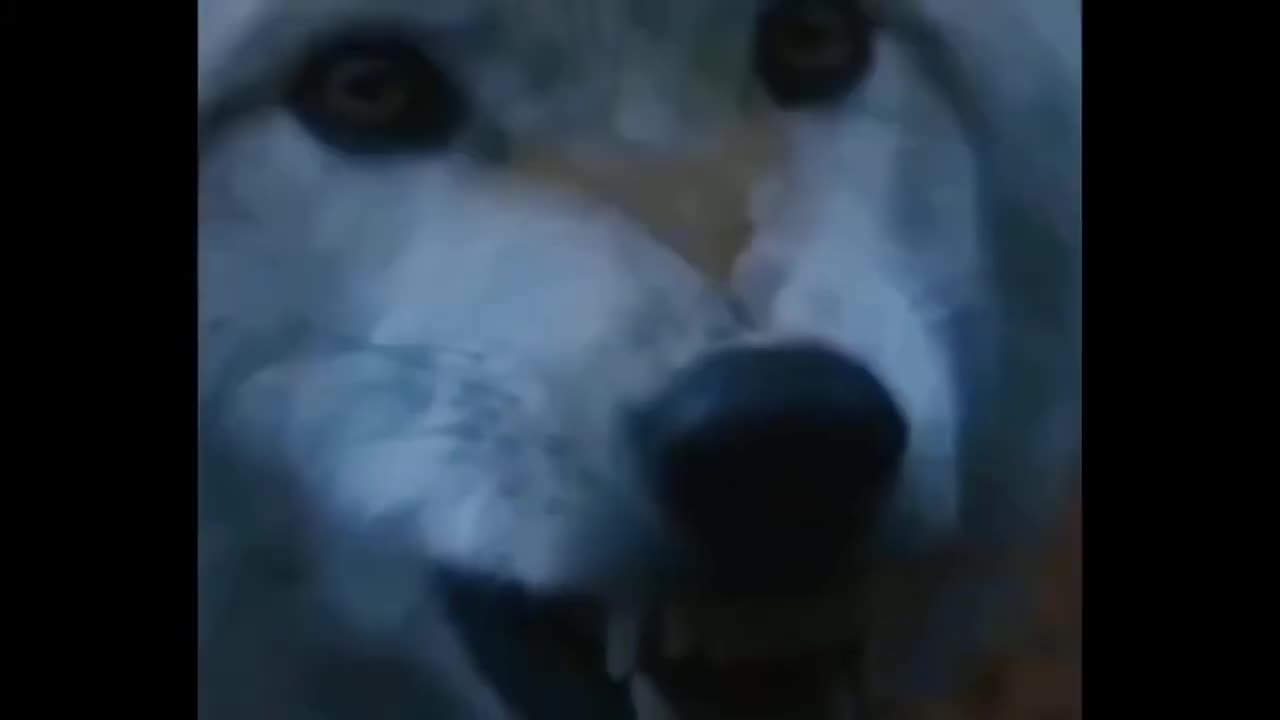top 20 funny animals video video compilation