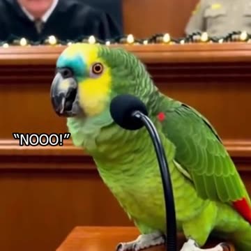 This Parrot Goes to Christmas Court… and Roasts Everyone 😂🎄🦜 #papagoiecho #parrot #talkingparot