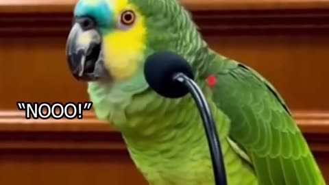 This Parrot Goes to Christmas Court… and Roasts Everyone 😂🎄🦜 #papagoiecho #parrot #talkingparot