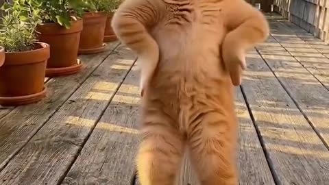 CAT DANCE
