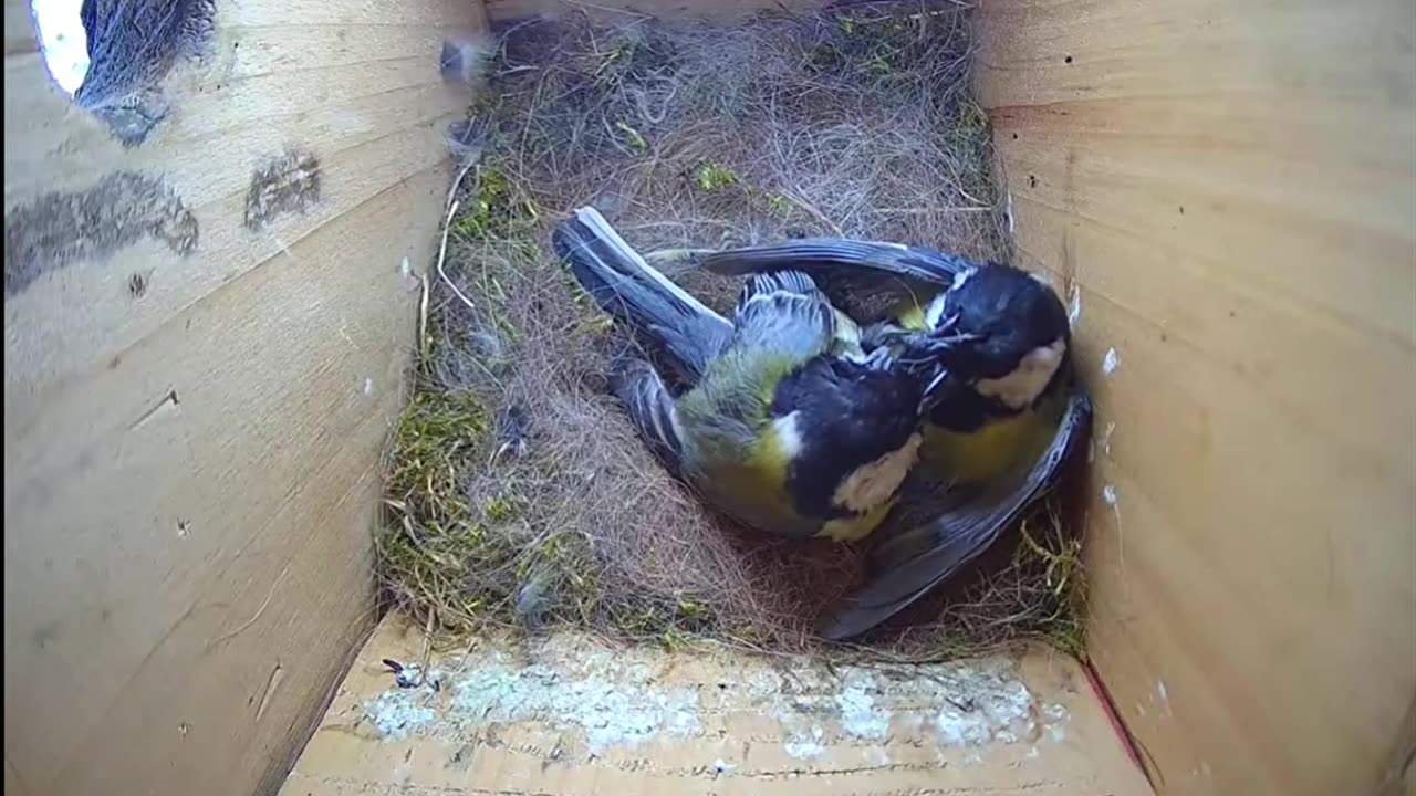 Great Tits 🐦 Defense of the Nest Box 😧