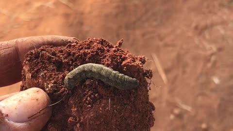 earthworm