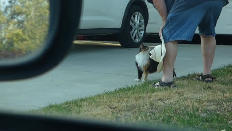 Dad petting the non blurry but still beautiful cat