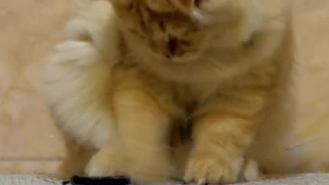 Cuteness Alert: This Kitten’s First Bath Will Melt Your Heart 🛁🐱❤️