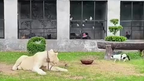 animals