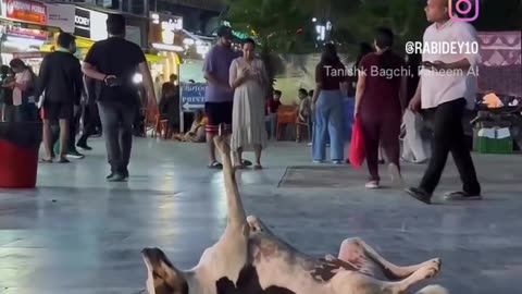 Dog funny meme