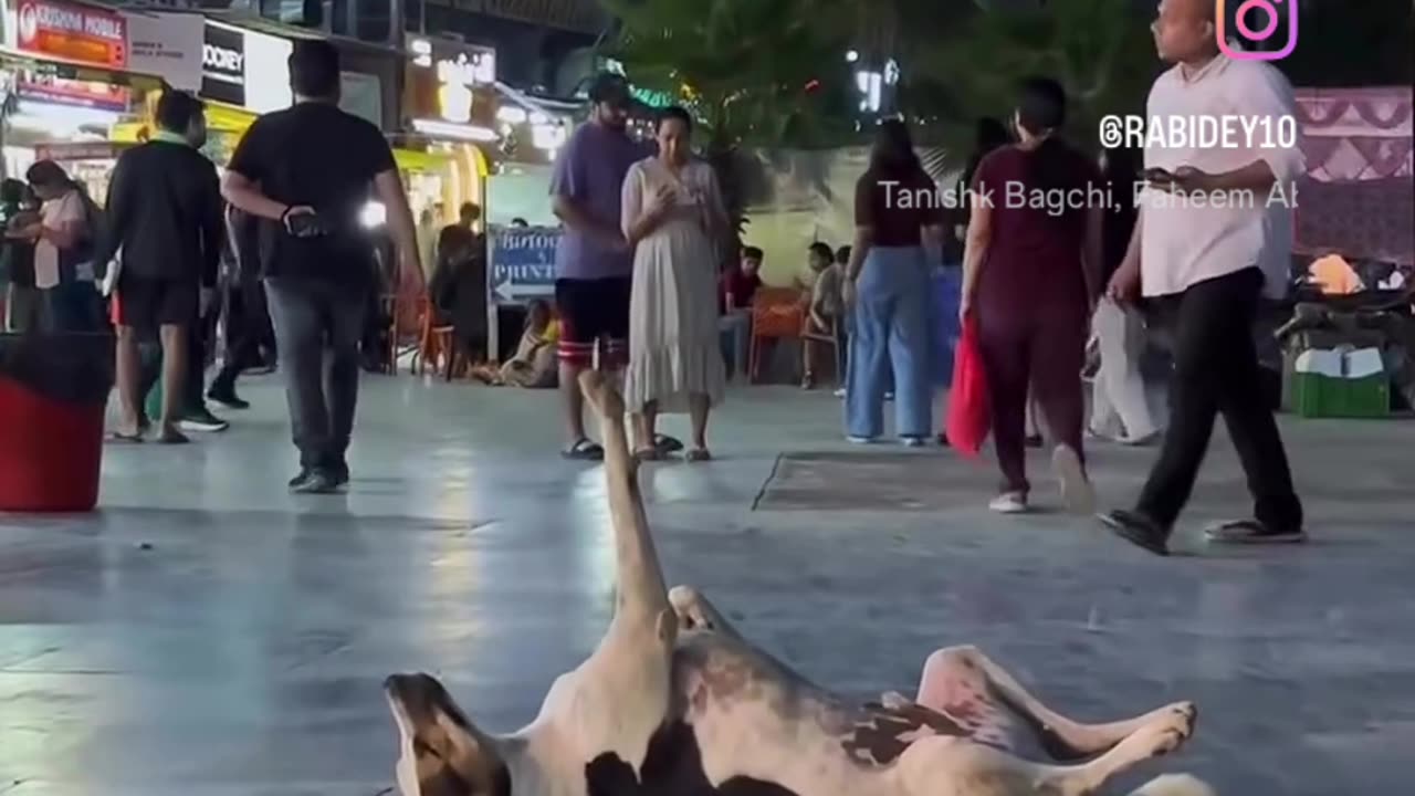 Dog funny meme