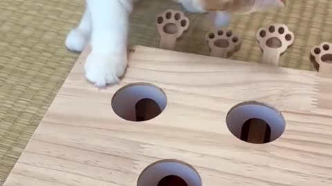 Pisicuță jucăușă descoperă cutia surpriză – Reacție adorabilă! 🐱🎁😂