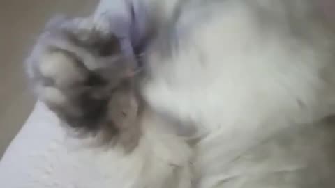 "THIS CAT’S GROOMING SESSION IS NEXT LEVEL 😻💅"