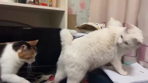 Cat Plying Funny Video