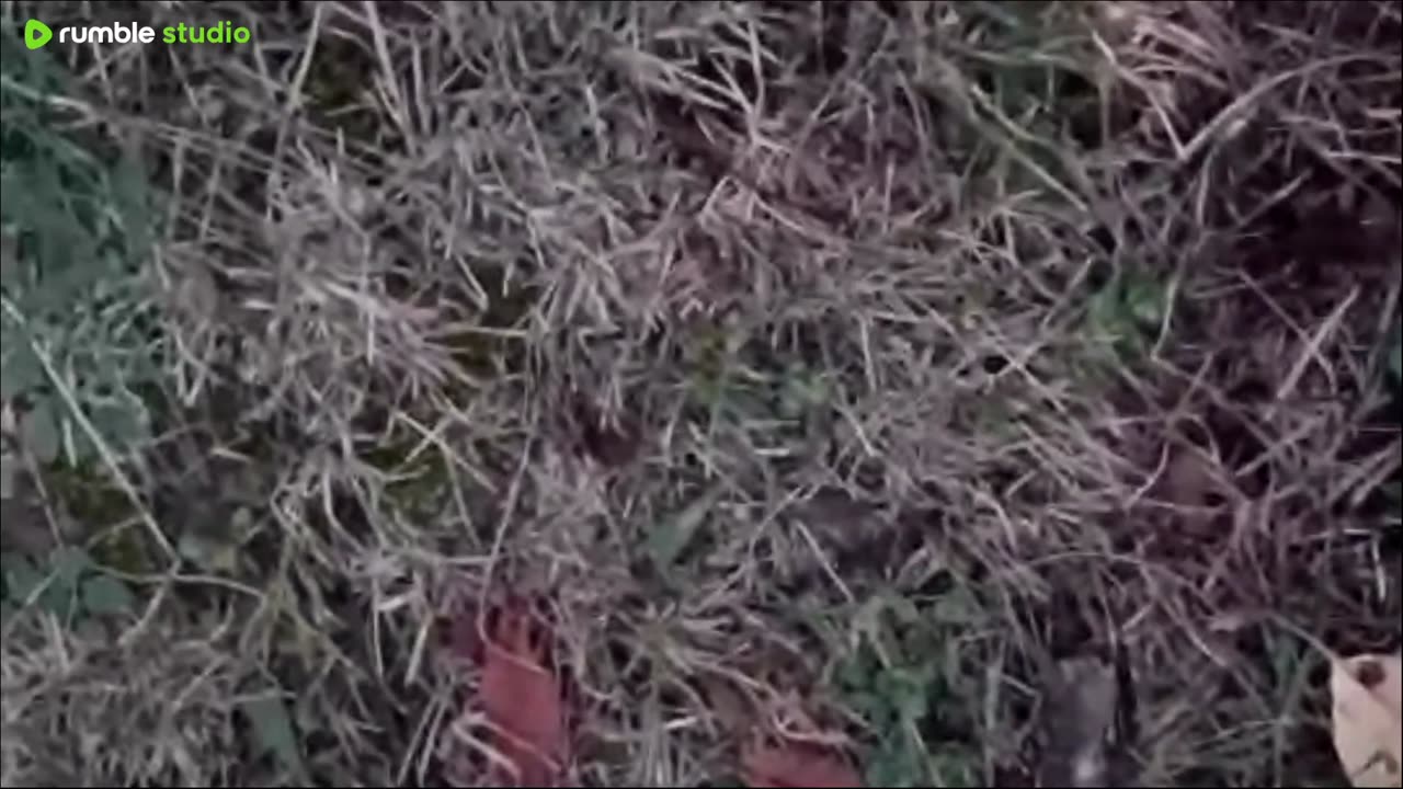 wolf slumbers rumble stream 2
