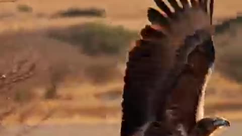 Trending: Strong Eagle Captures Cheetah and Flies to Nest #wildlife