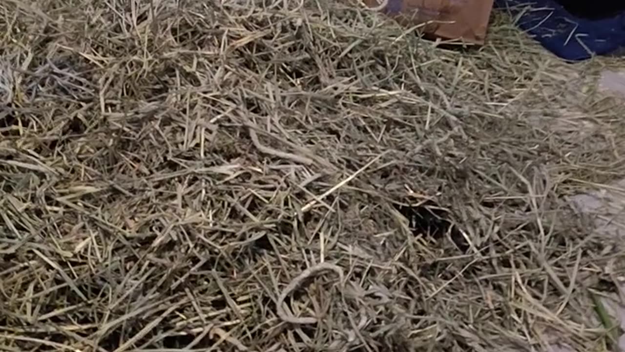 RYDER'S FIRST DAY AT HOME