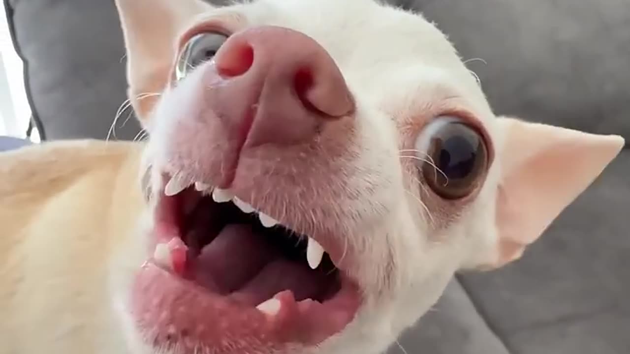 funny animals