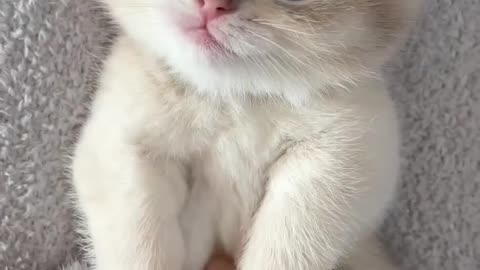 Cute baby kitten 😘 #cat