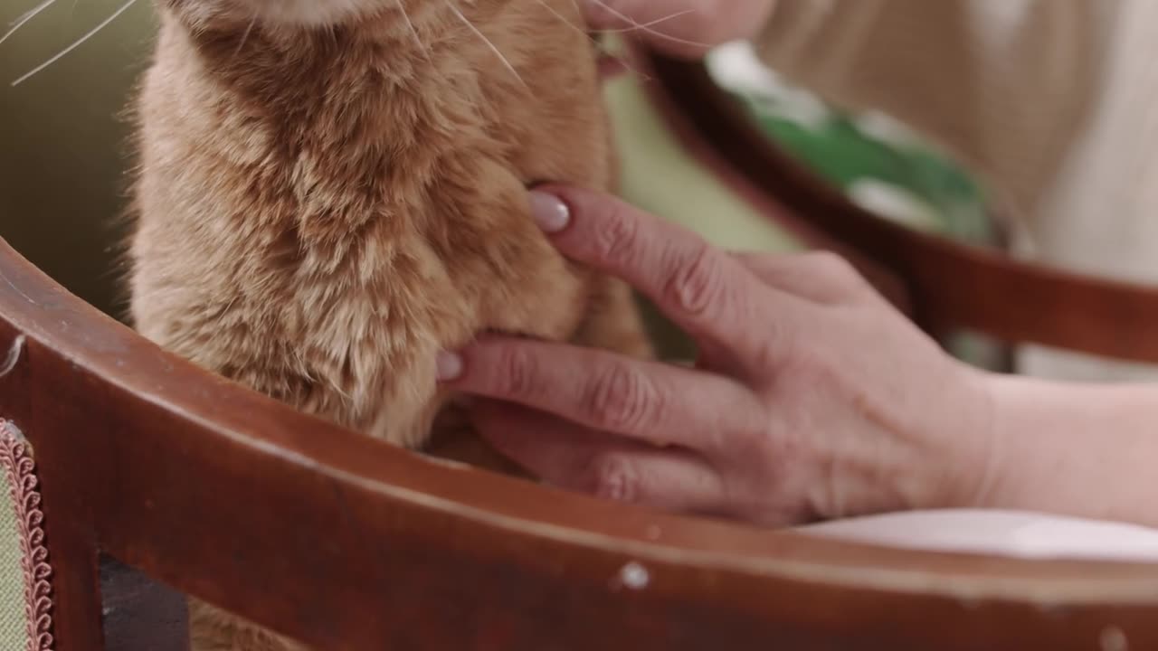 This Cat Gets Massages and Honestly Lives Better Than Me