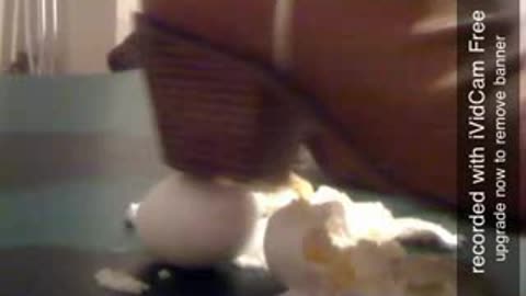 Terri Cowgirl Boots Crushes Eggs