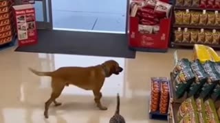 2 dogs and ONE is a thief!