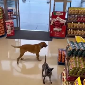 2 dogs and ONE is a thief!