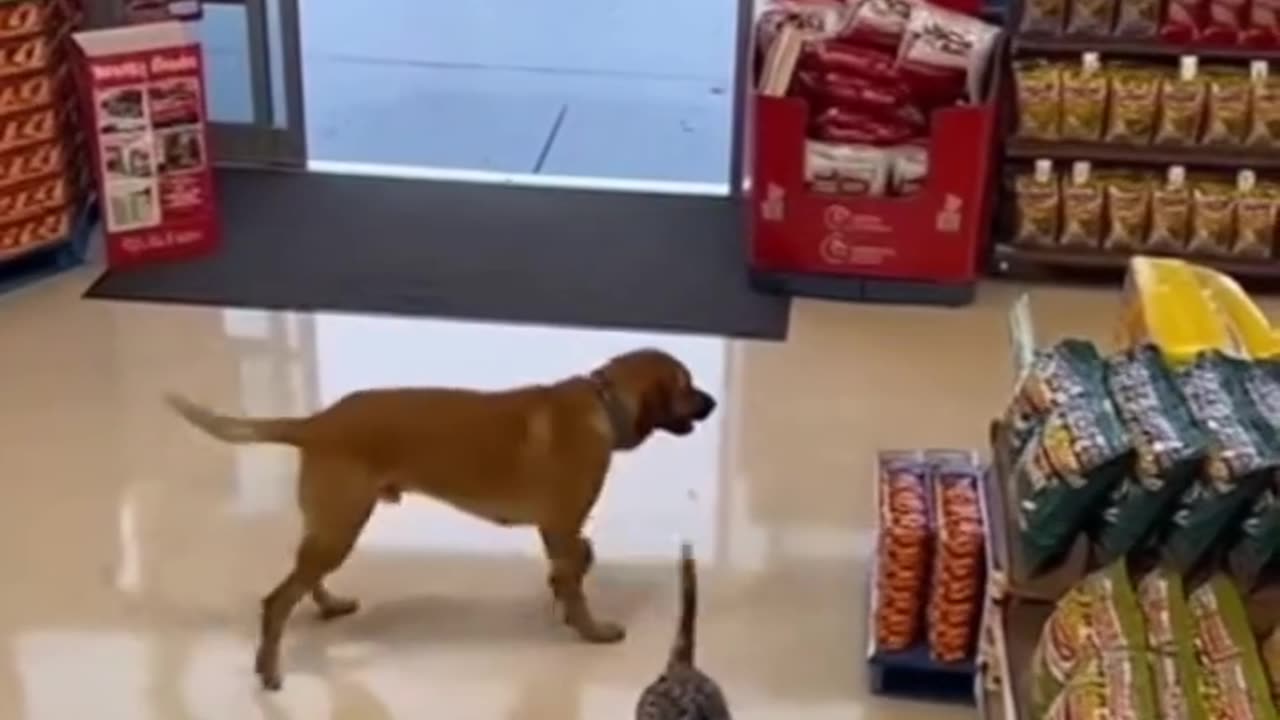 2 dogs and ONE is a thief!