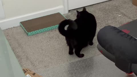 Cute Precious Piper Does An Impromptu Inspection - My Adopted Shelter Cat Vlog