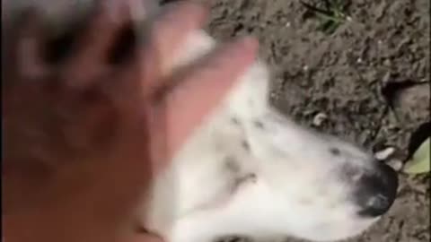 🤣🐶 Dog Refuses to Let Go of Buzzing Cicada! Wait for It... | FunFM