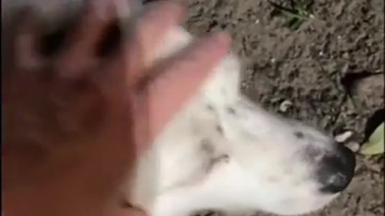 🤣🐶 Dog Refuses to Let Go of Buzzing Cicada! Wait for It... | FunFM