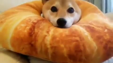 Fun Animals