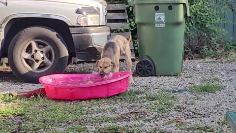 Dave's Latest Hobby? Extreme Pool-Relocation