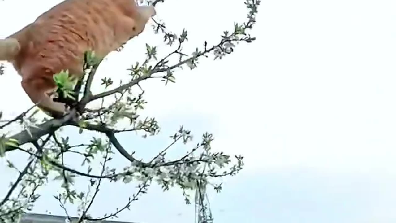 Real-life Tom and Jerry