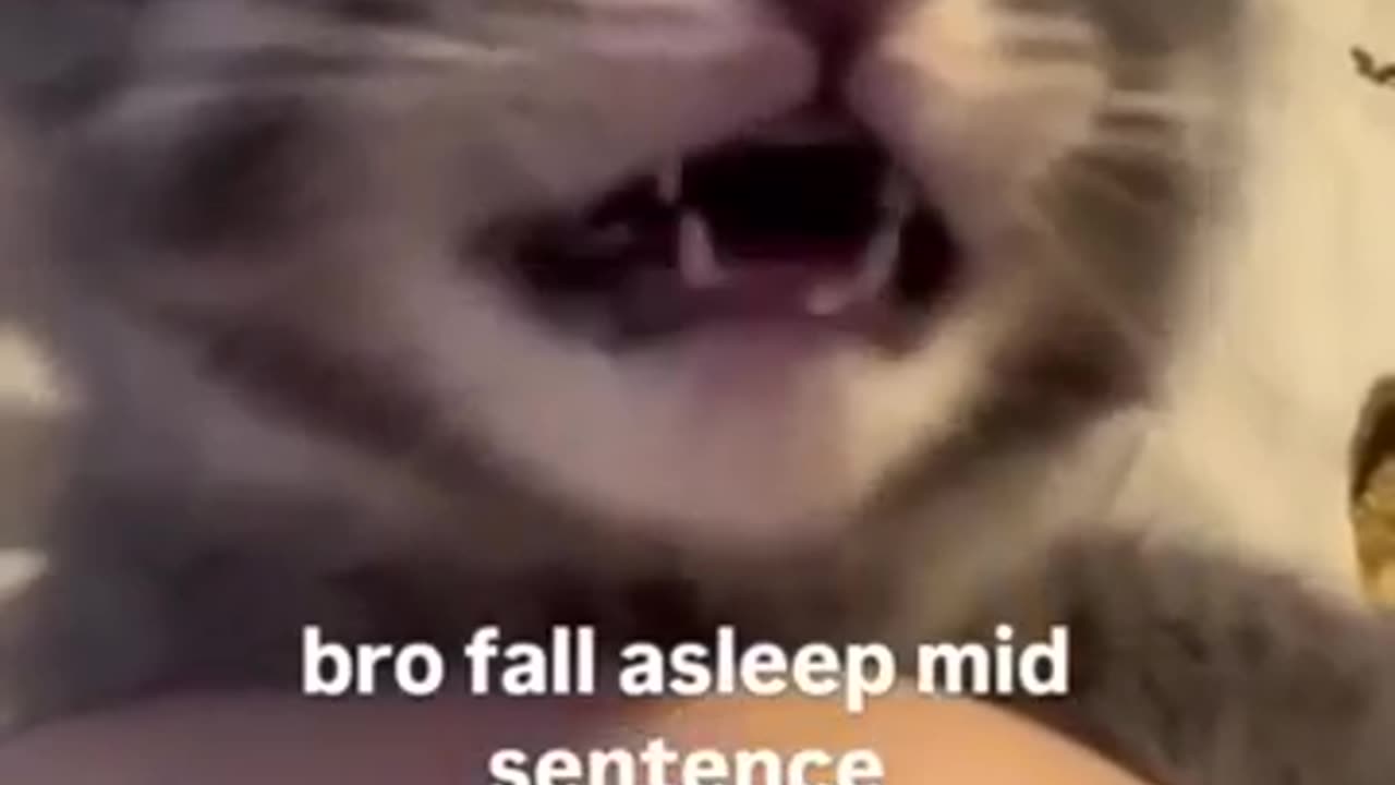 Funny Pets