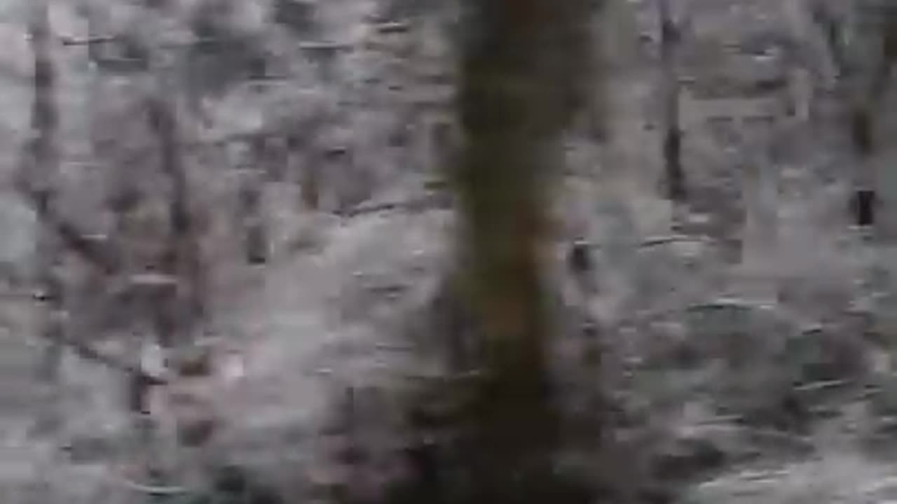 Winter wonderland