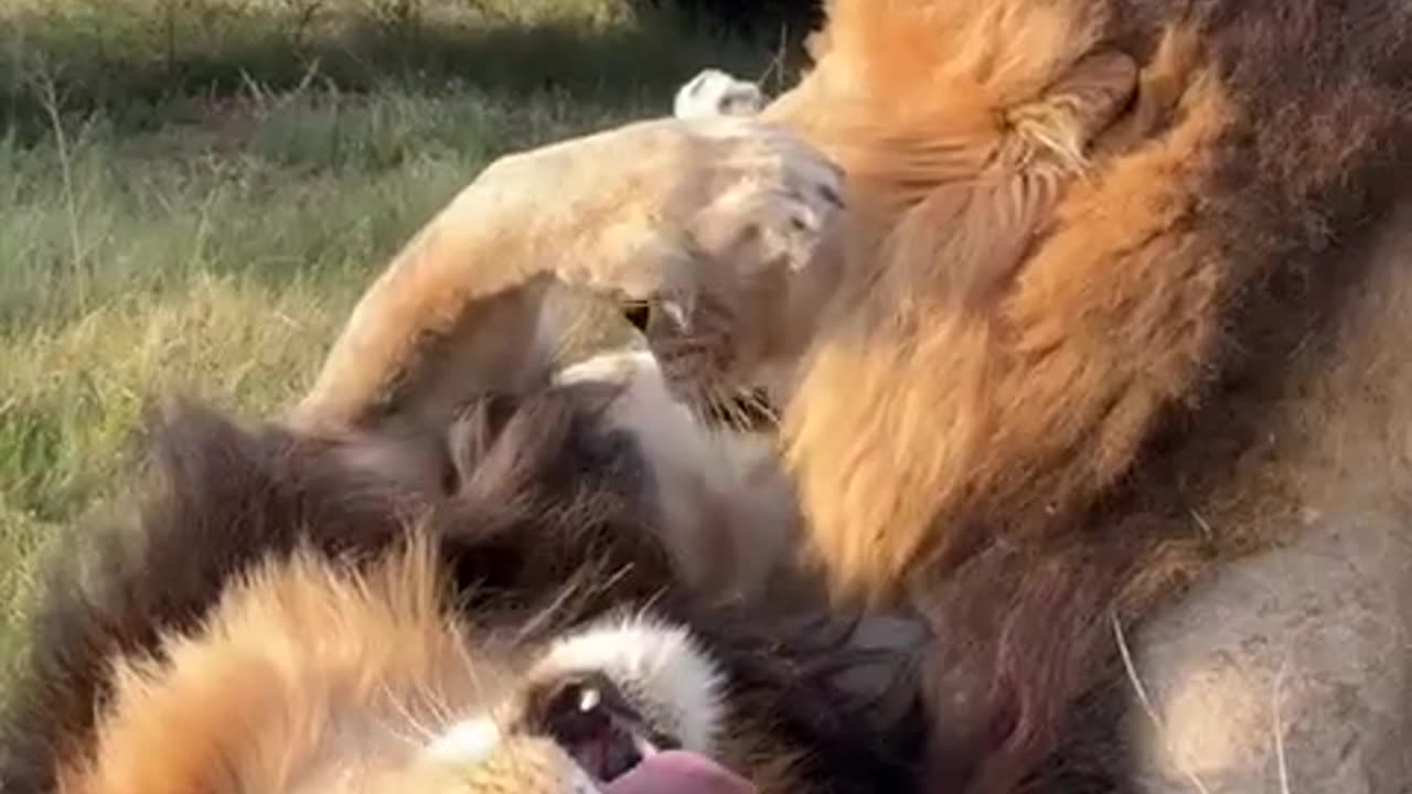 African Lion Safari