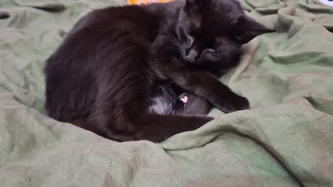 Kittens being born(1)