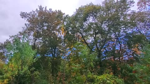 12 hrs Trees nature peaceful autumn fall