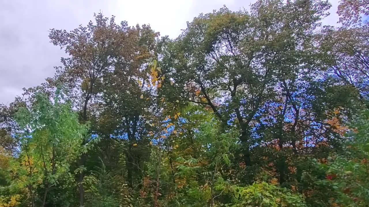 12 hrs Trees nature peaceful autumn fall