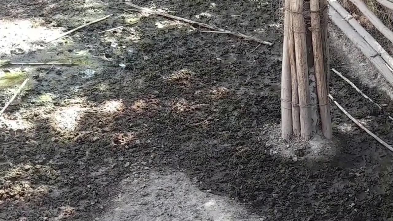 deer