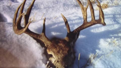 The Legend of the Big Lake Buck