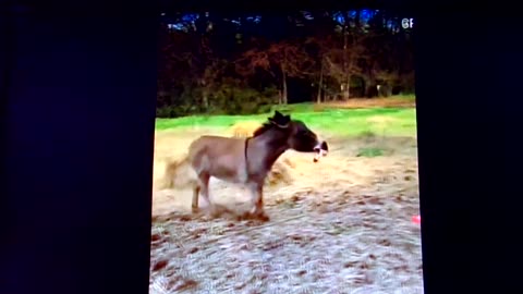 Happy, happy, joy, joy: