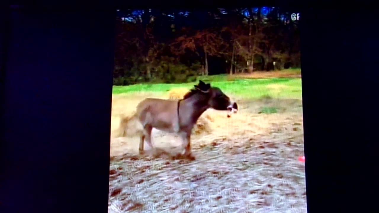 Happy, happy, joy, joy: