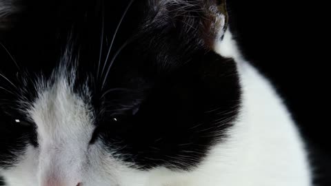 Cute Animal Ep29