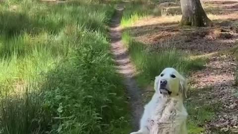 Hubert the Golden Retriever