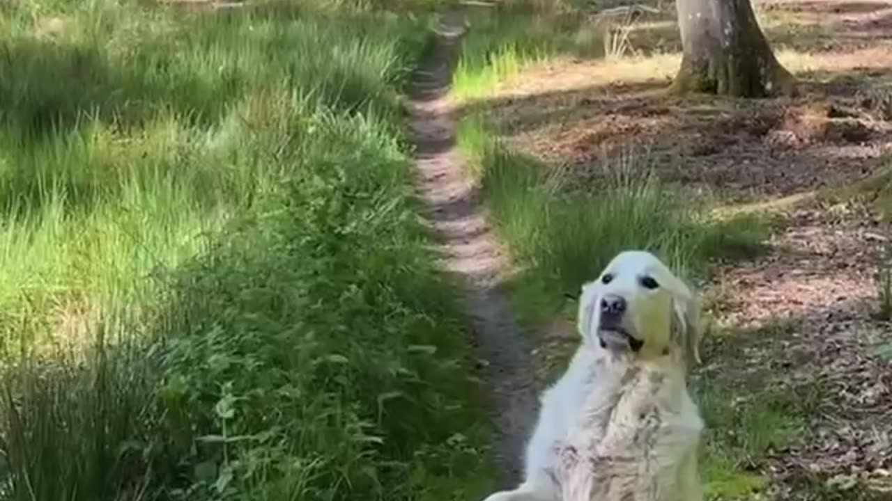 Hubert the Golden Retriever