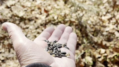 FEEDING THE BIRDS