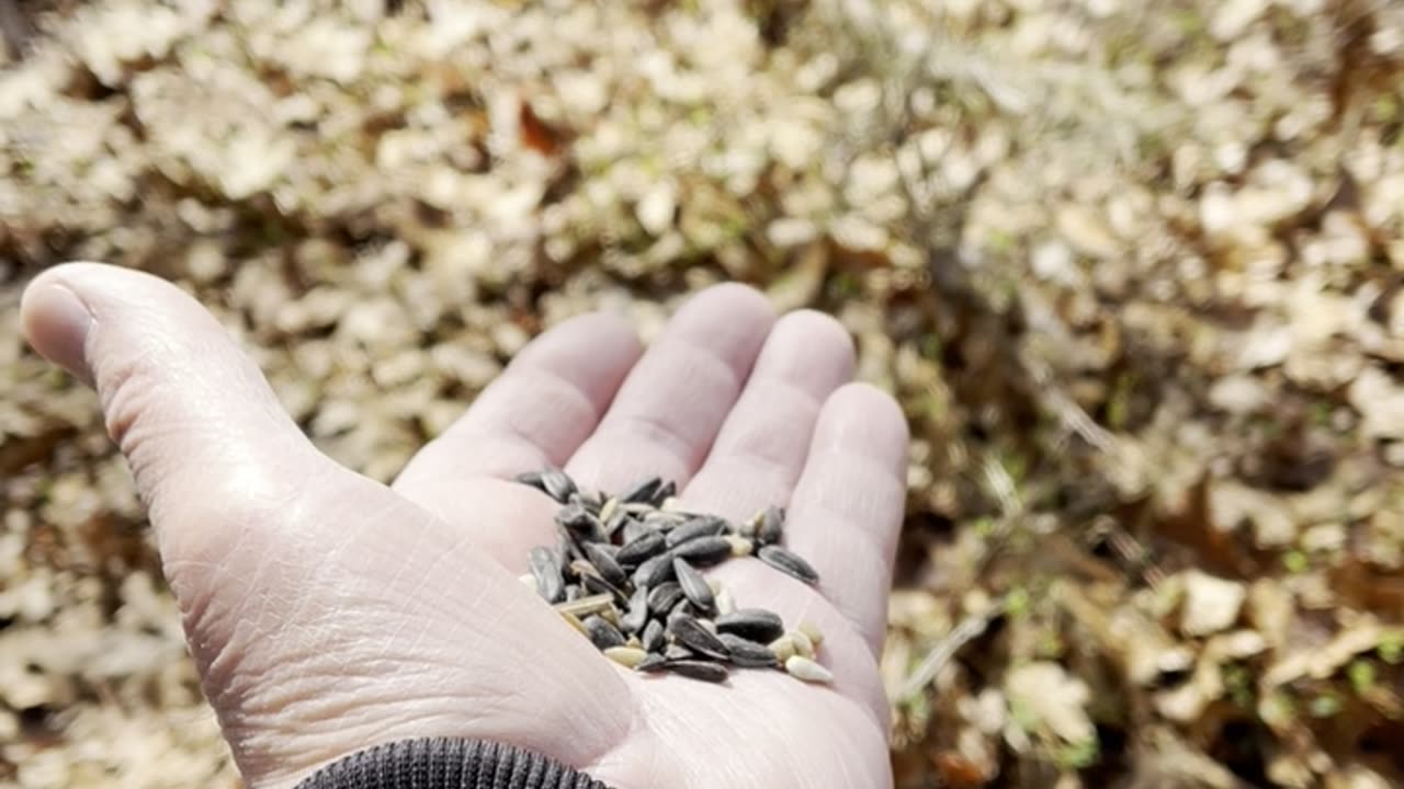 FEEDING THE BIRDS